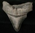 Sharply Serrated Posterior Megalodon Tooth #16571-1